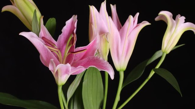 4K time lapse shot of pink lily flower blooming