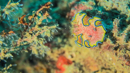 red yellow Nudibranch