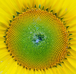 sunflower at field. Yellow flower. Nature background