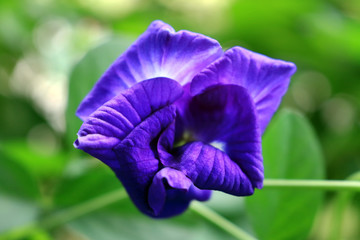 Asian pigeonwings or Butterfly pea vine plant with blue or purple flower on plant. Herbal flower for tea.