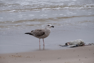seagulls by the sea shore on a windy day