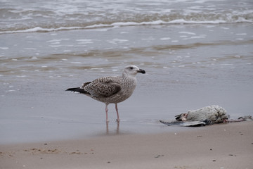 seagulls by the sea shore on a windy day