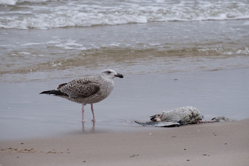 seagulls by the sea shore on a windy day