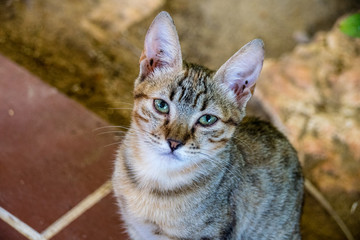 Tabby kitten about 10 weeks old 