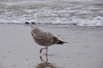 seagulls by the sea shore on a windy day