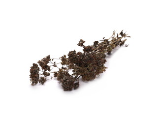 Dried thyme, breckland, wild, with twig isolated on white background 
