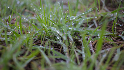 gotas de agua sobre hierba 