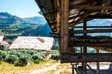 Shed at Tea Plantation 2000