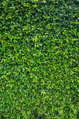 Green leaves natural background  wallpaper  . leaf texture. green leaves wall background