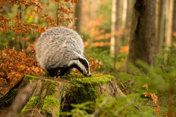 Dachs auf Baumstumpf vor Waldhintergrund © Klaus Brauner