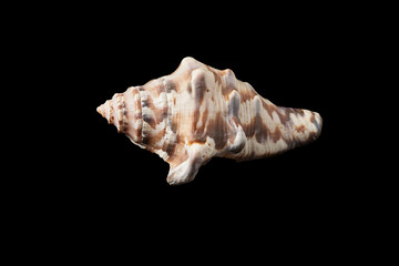 Single sea shell isolated on black background. Close-up.
