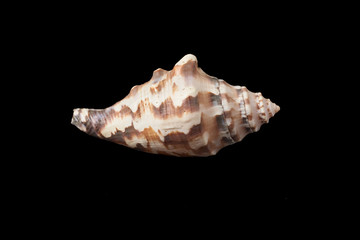 Single sea shell isolated on black background. Close-up.