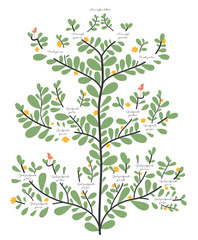 Family tree, ancestry line elegant organic illustrated vector template - 187851391