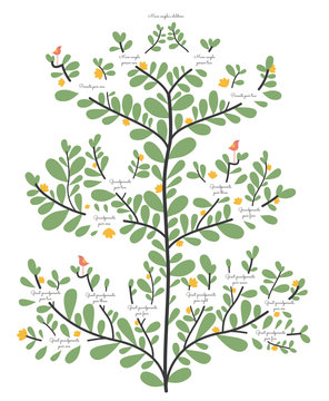 Family Tree, Ancestry Line Elegant Organic Illustrated Vector Template