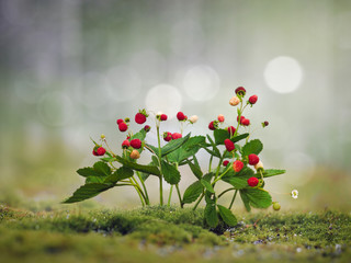 Wild strawberry. Moss