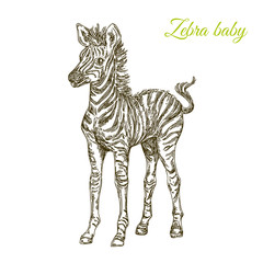 Baby animals. Wild. Zebra. Vintage style. Vector illustration.