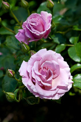 Fresh blooming roses in the summer garden
