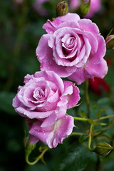 Fresh blooming roses in the summer garden