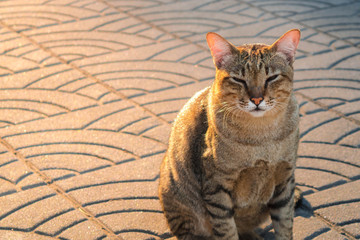 Obraz premium Sleepy Cat in Morning