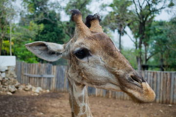 Giraffe closeup . Animal long neck