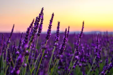 Fotobehang Lavendel bloemen close-up, zonsondergang. © Marina