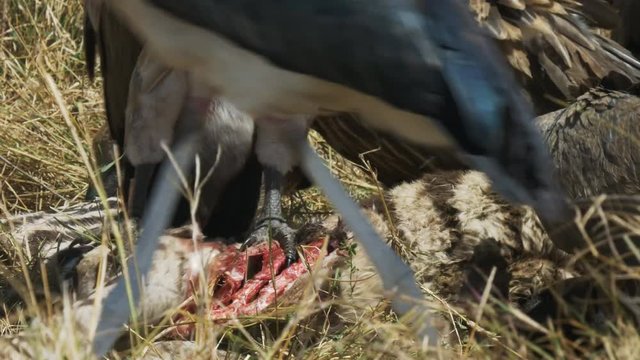 close up shot of vultures feeding on a dead zebra