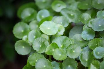 Centella asiatica In the garden