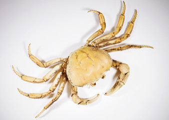 Shell of a female iris crab, isolated, against a background.