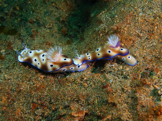 True sea slugs
