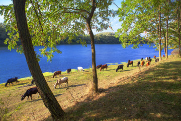 Fototapeta na wymiar sunny day and herd of cows