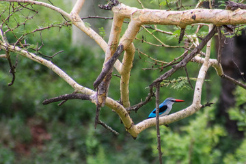 Red Billed Kingfisher