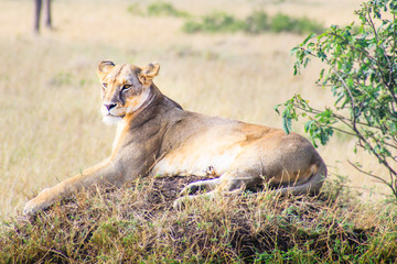 Lioness relaxing