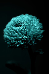 one beautiful turquoise flower isolated on black