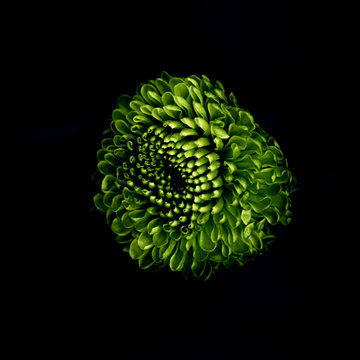 Beautiful Green Flower Isolated On Black