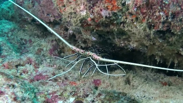 Slipper Lobster (Panulirus versicolor) in small Caves Panulirus versicolor Indian Ocean, Maldives 

