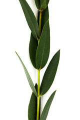 Fototapeta na wymiar twig with green leaves isolated on white