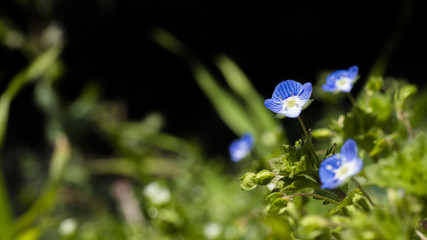 オオイヌノフグリ　青い花