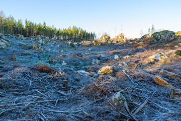 Frost on a deforestation area on a cold morning in Blekinge, Sweden.