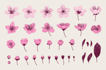 Set. Pink Cherry Flowers, Leaves and buds. Vector botanical illustration © OlgaKorneeva