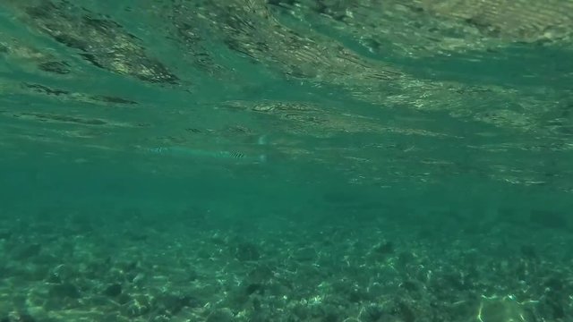 needlefish swim under surface of water, Red sea, Dahab, Sinai Peninsula, Egypt  
