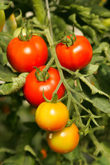 Ecological cultivated tomatoes on plantation.