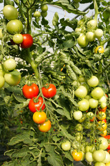 Ecological cultivated tomatoes on plantation.