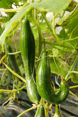 Cucumbers growing on the farm.
