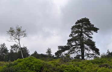 Schwarzwald Schliffkopf