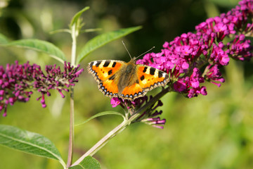 Butterfly on the branch.