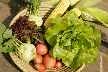 Ecologically grown salads potatoes, corn, celery.