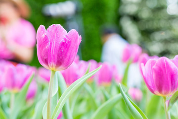 Obraz na płótnie Canvas Flower tulips background. bokeh nature