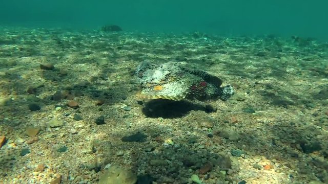 Stonefish swimming over the sandy bottom, Red sea, Dahab, Sinai Peninsula, Egypt  
