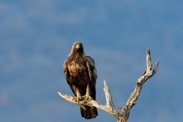 Golden Eagle on a Branch