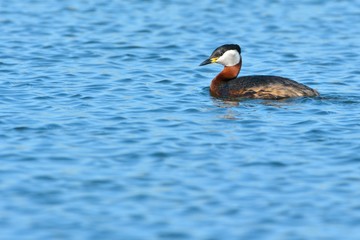 Red Necked Grebe on Water